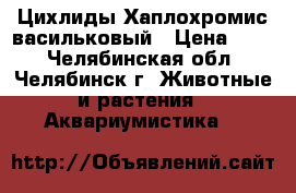 Цихлиды Хаплохромис васильковый › Цена ­ 40 - Челябинская обл., Челябинск г. Животные и растения » Аквариумистика   